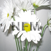 white daisies